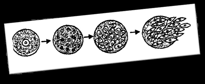 Human Cloning